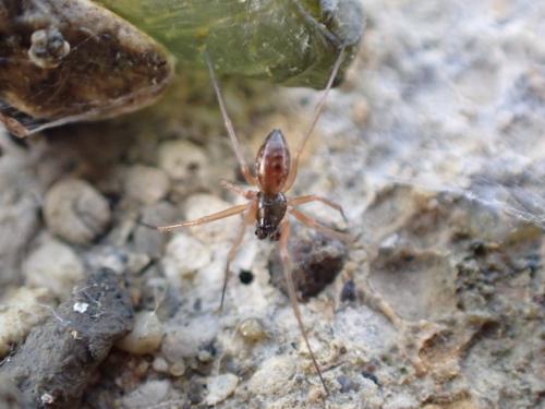 Réf. 294 470 : Tenuiphantes sp.